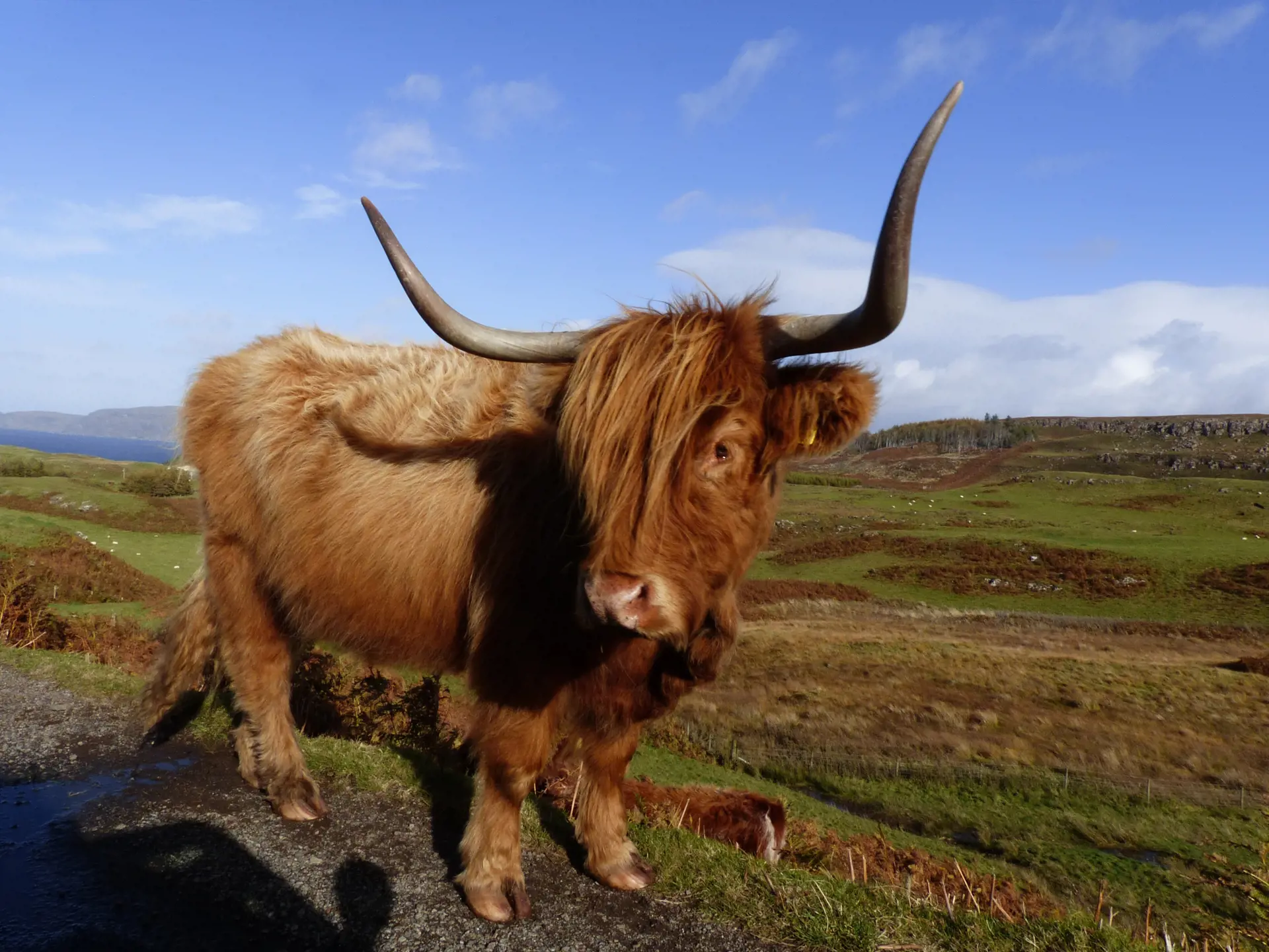 mkk-rk-mull-highland-cow-2014.jpg