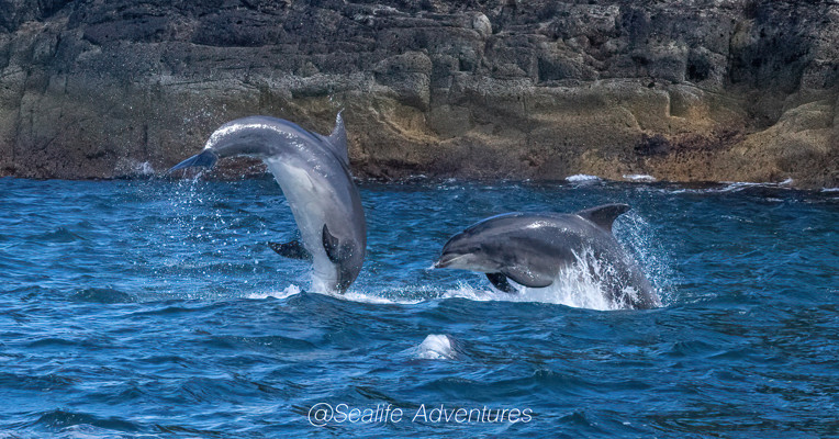 Dolphins DC20 Sharpenai Focus