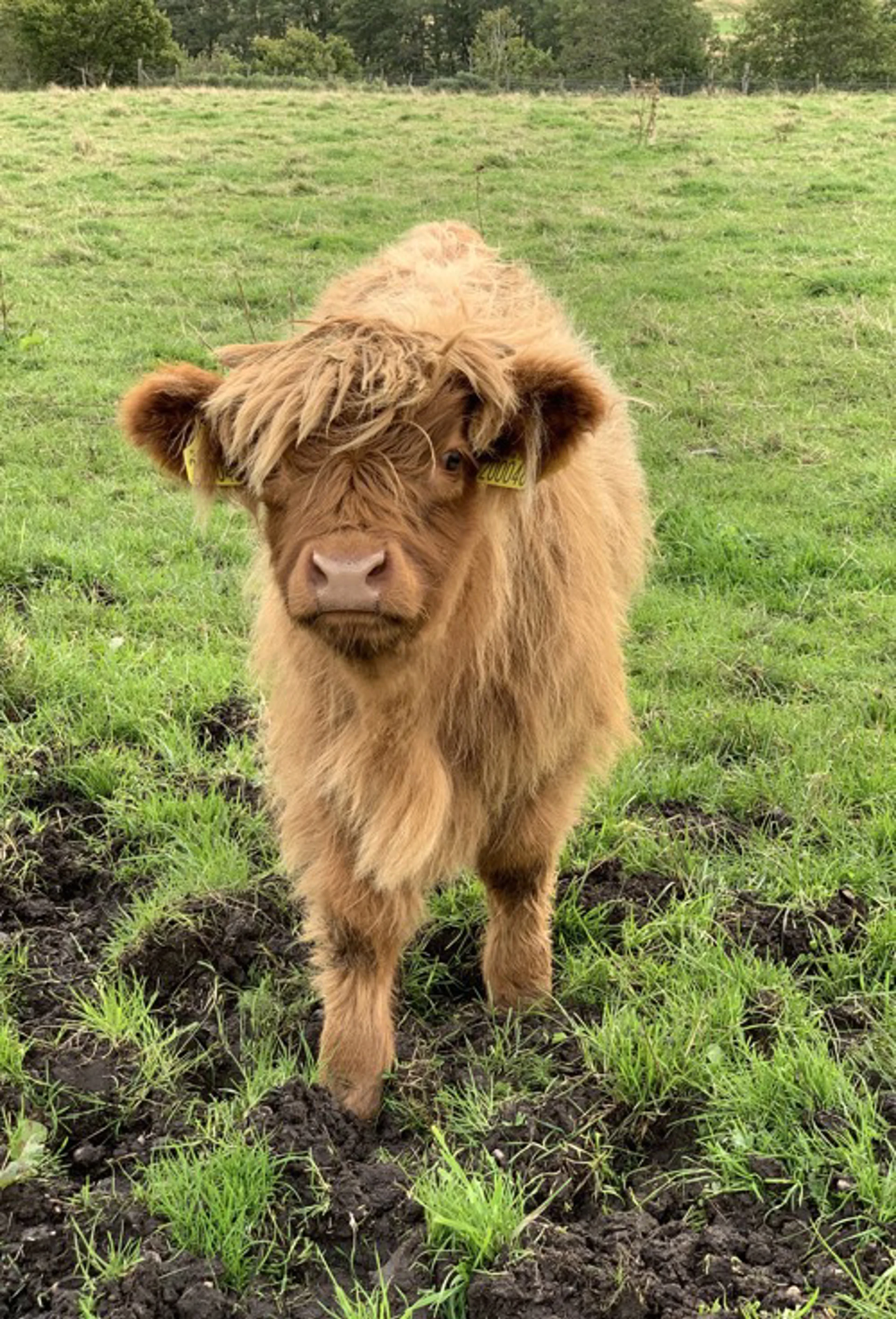 highlandcoo.jpeg