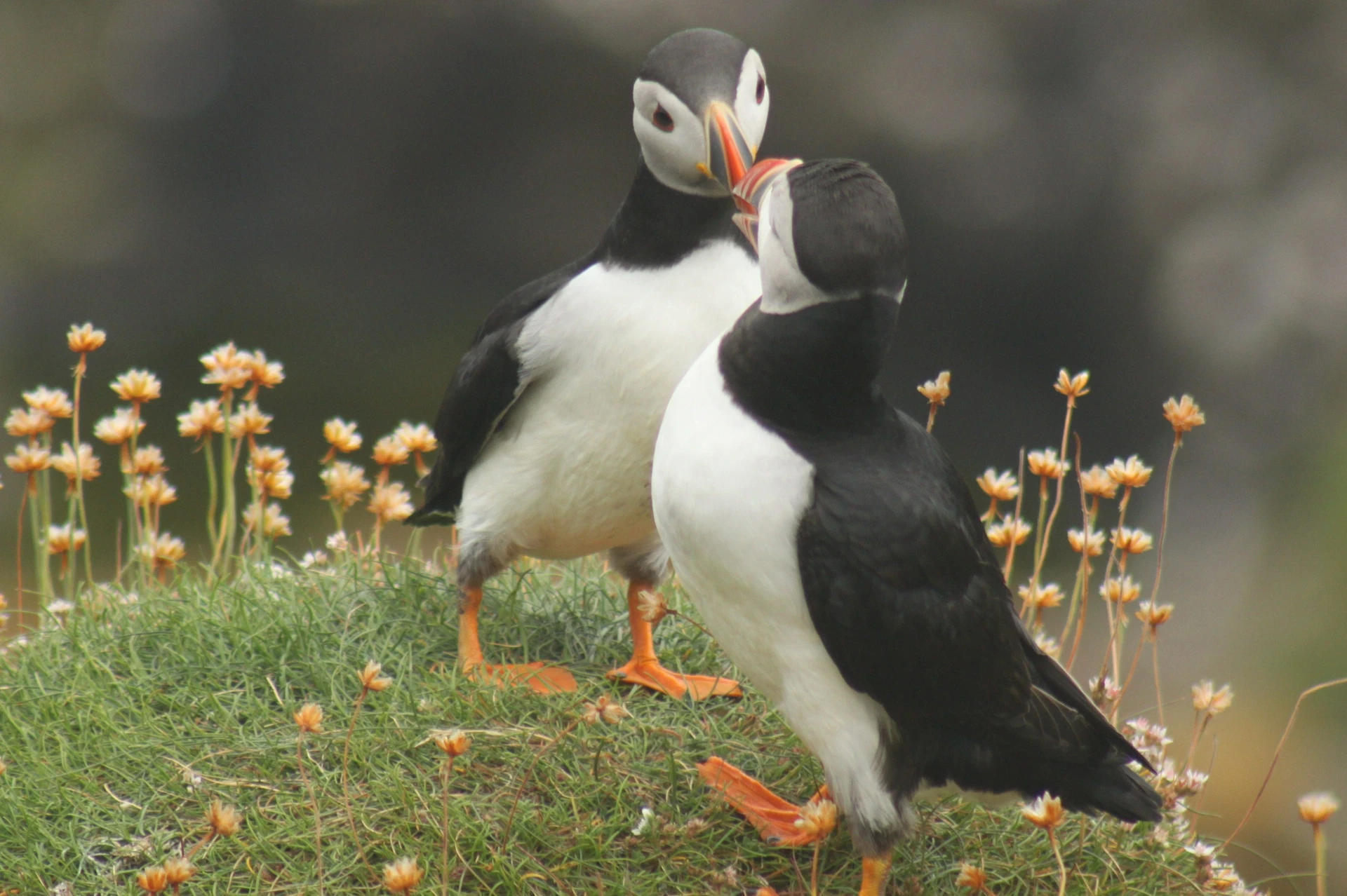 isle-of-staffa-puffins-mkkcustomer-francesca-brown-2014-comp.jpg (2)