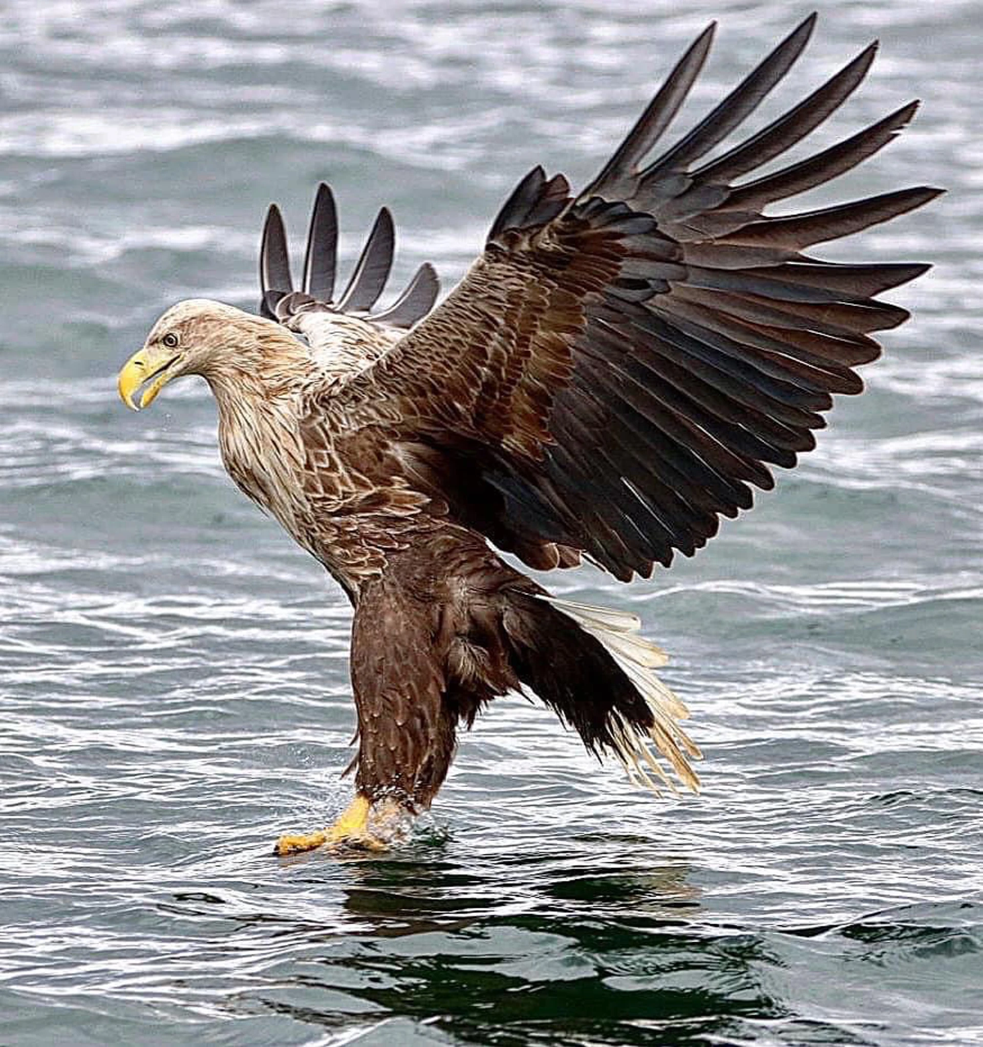 eagle.jpg (2)