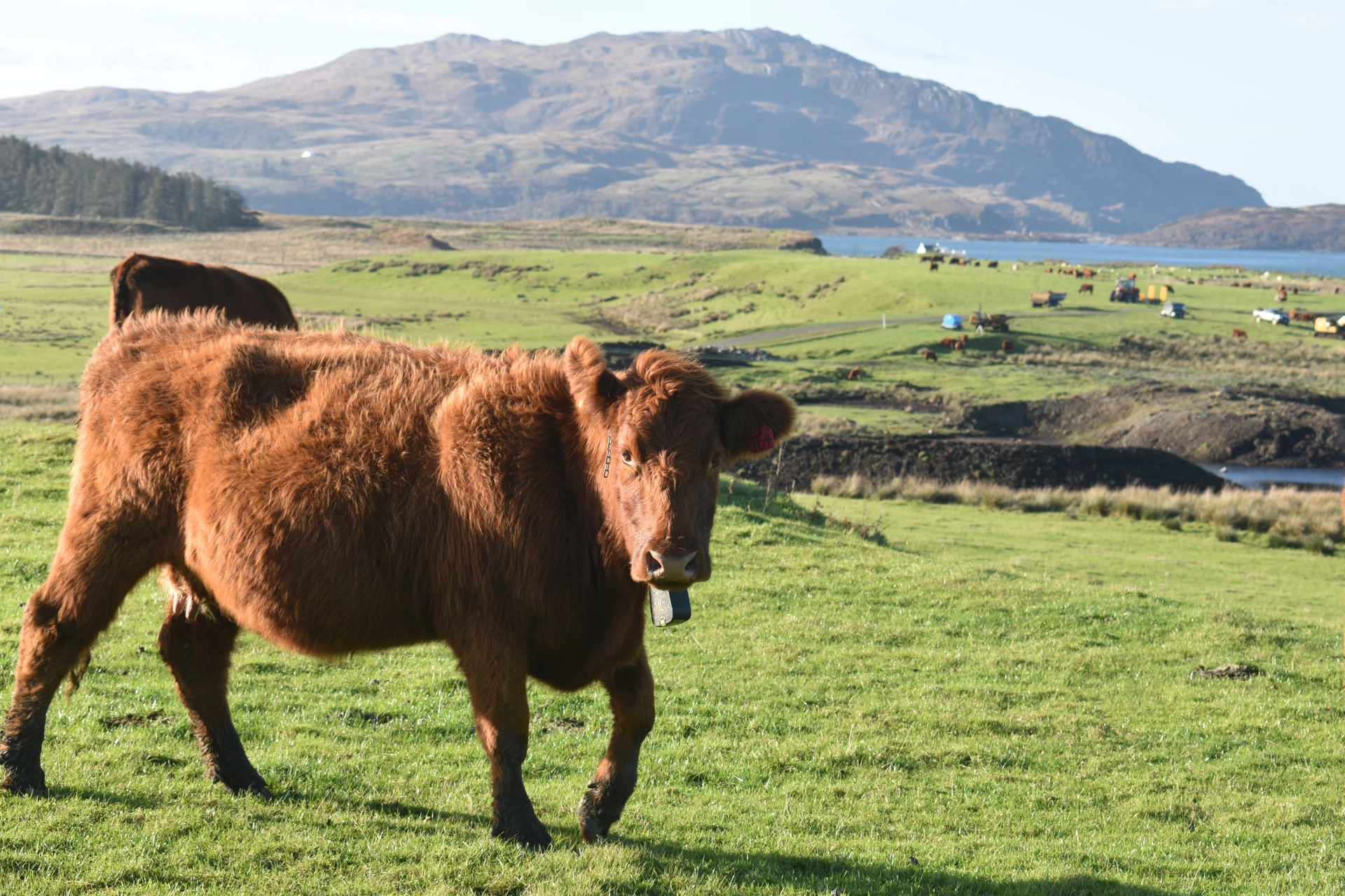 luing_luingcow_wildluing.jpg (2)