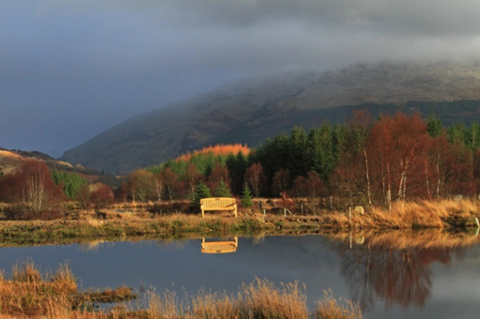 wild_about_argyll__8_.jpg