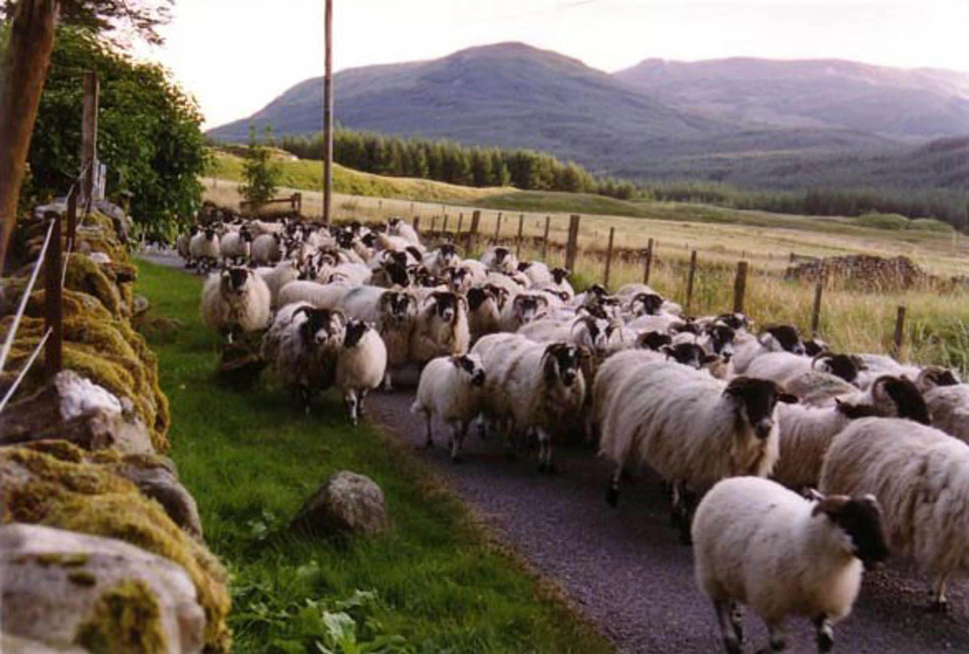 glen-orchy3.jpg
