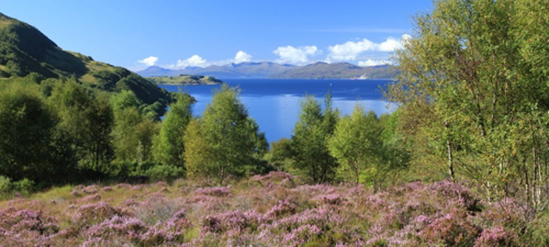 willd_about_argyll__10_.jpg