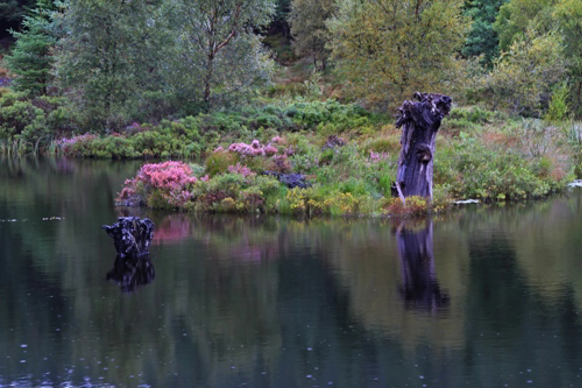 wild_about_argyll__9_.jpg