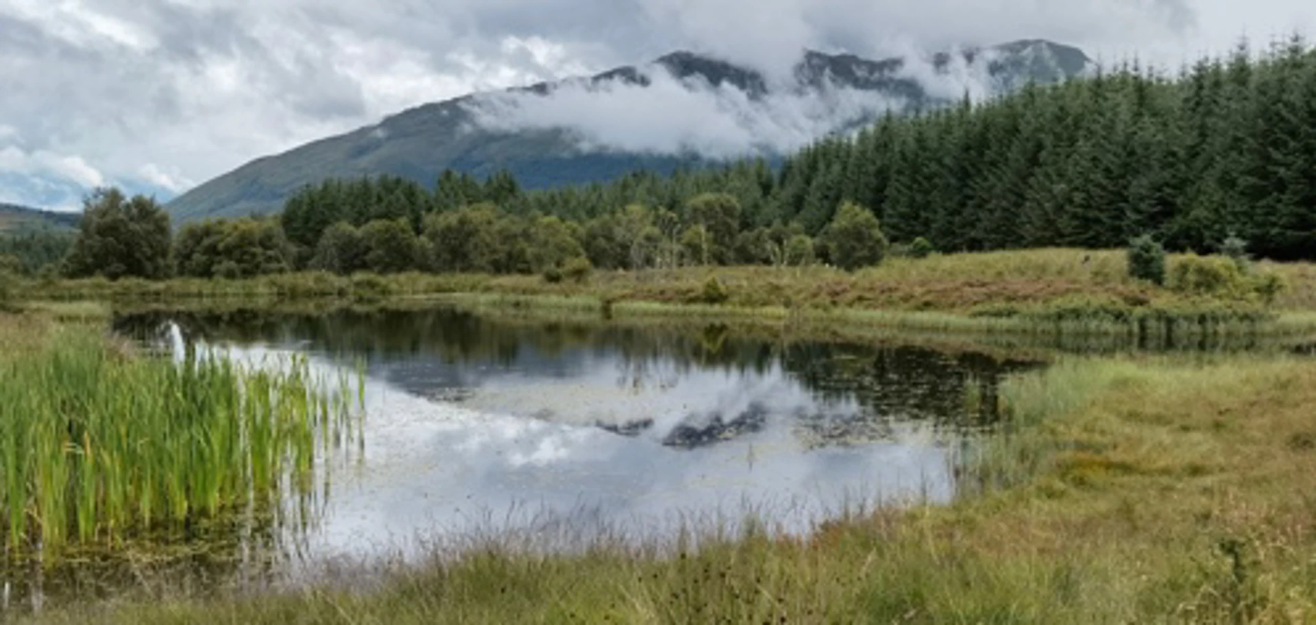 wild_about_argyll__4_.jpg