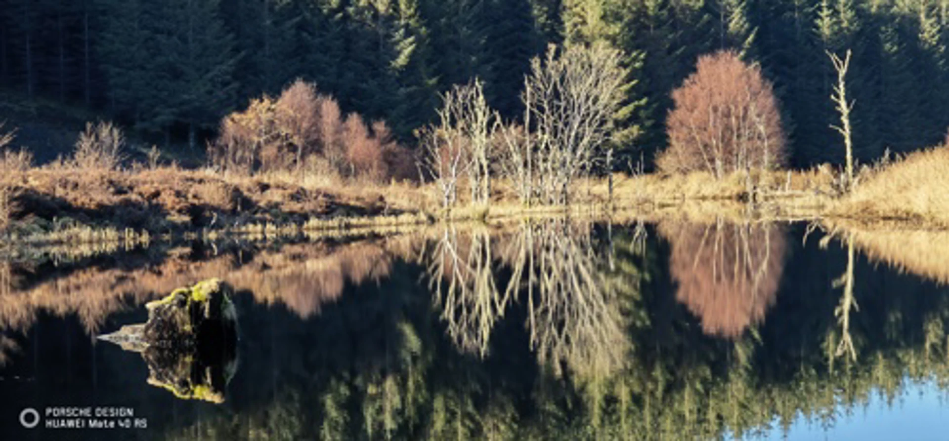 wild_about_argyll__6_.jpg