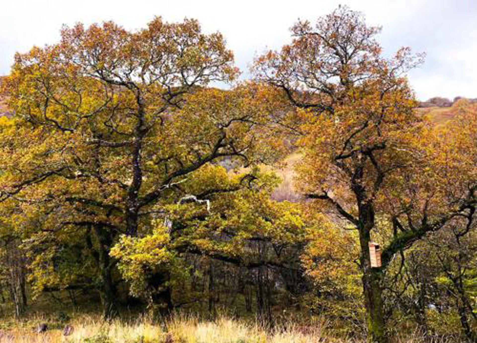 wild_about_argyll__2_.jpeg