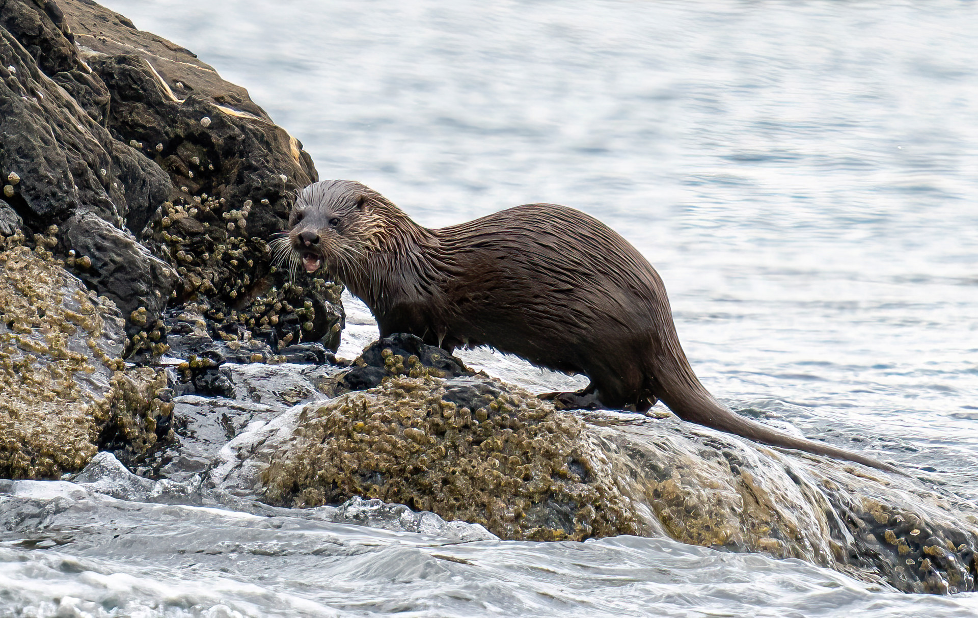 Background image - Greydogs Otter 3 Sharpenai Focus