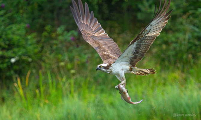 Wildlfie Osprey 11 Bird