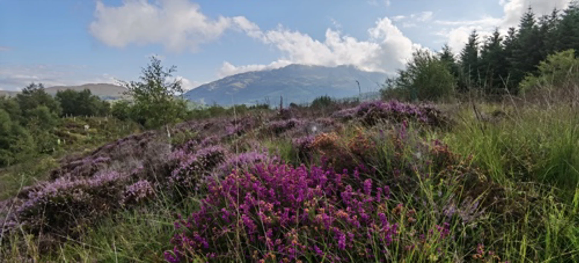 wild_about_argyll__1_.jpg