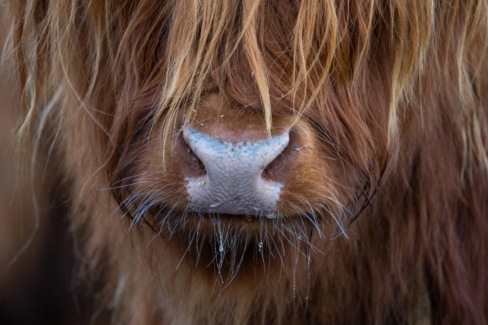 highlander_nose_close.jpg