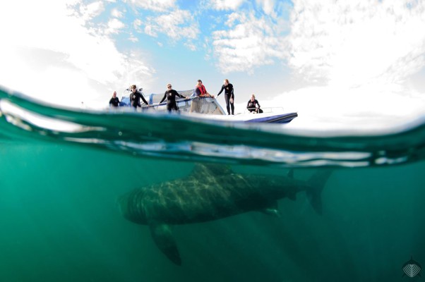 Basking Shark Split Shot 1200 797 80 Imageslogontext.Png 0 0 30 R B 10 10 S C1 C C