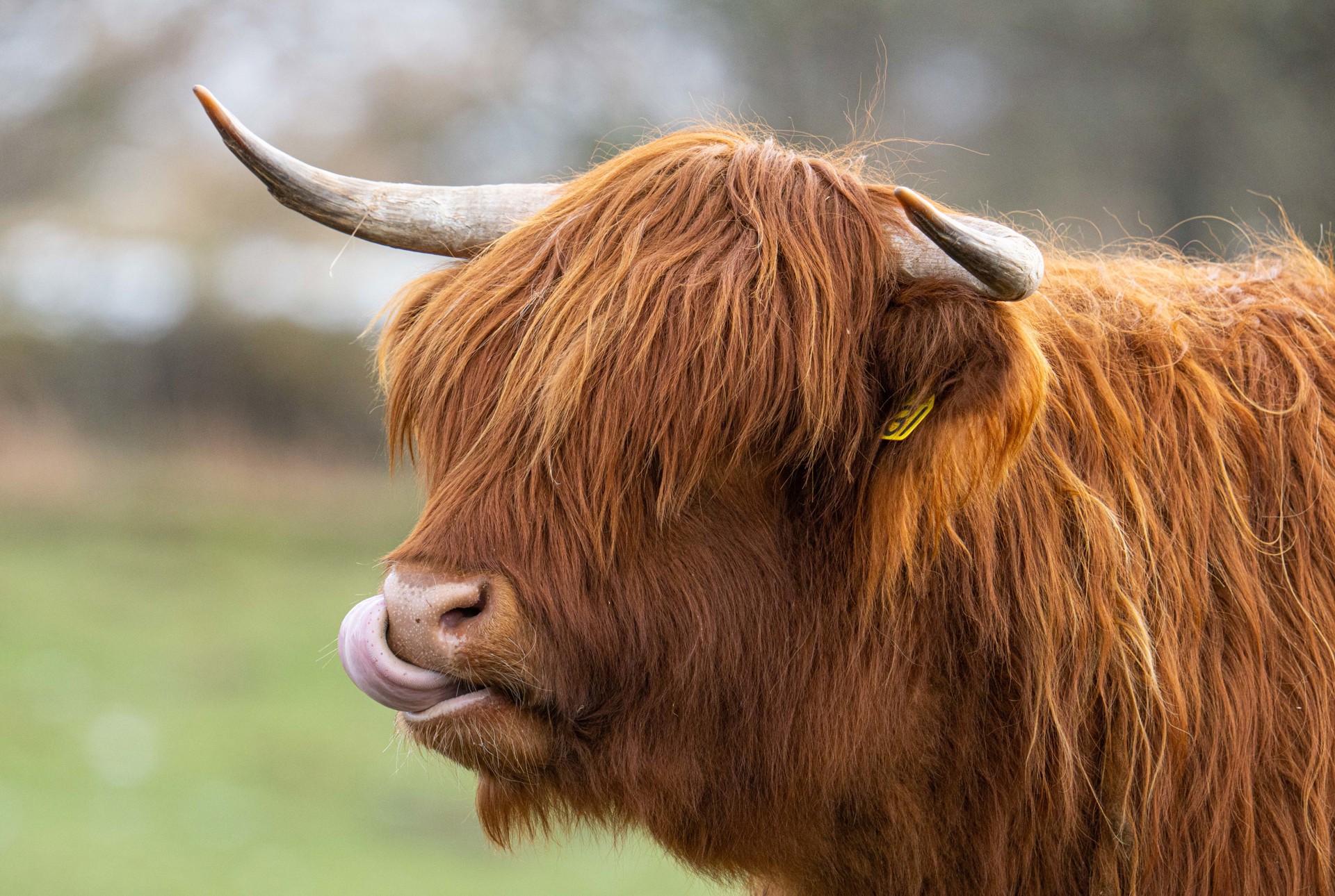 Highlander Tongue Out