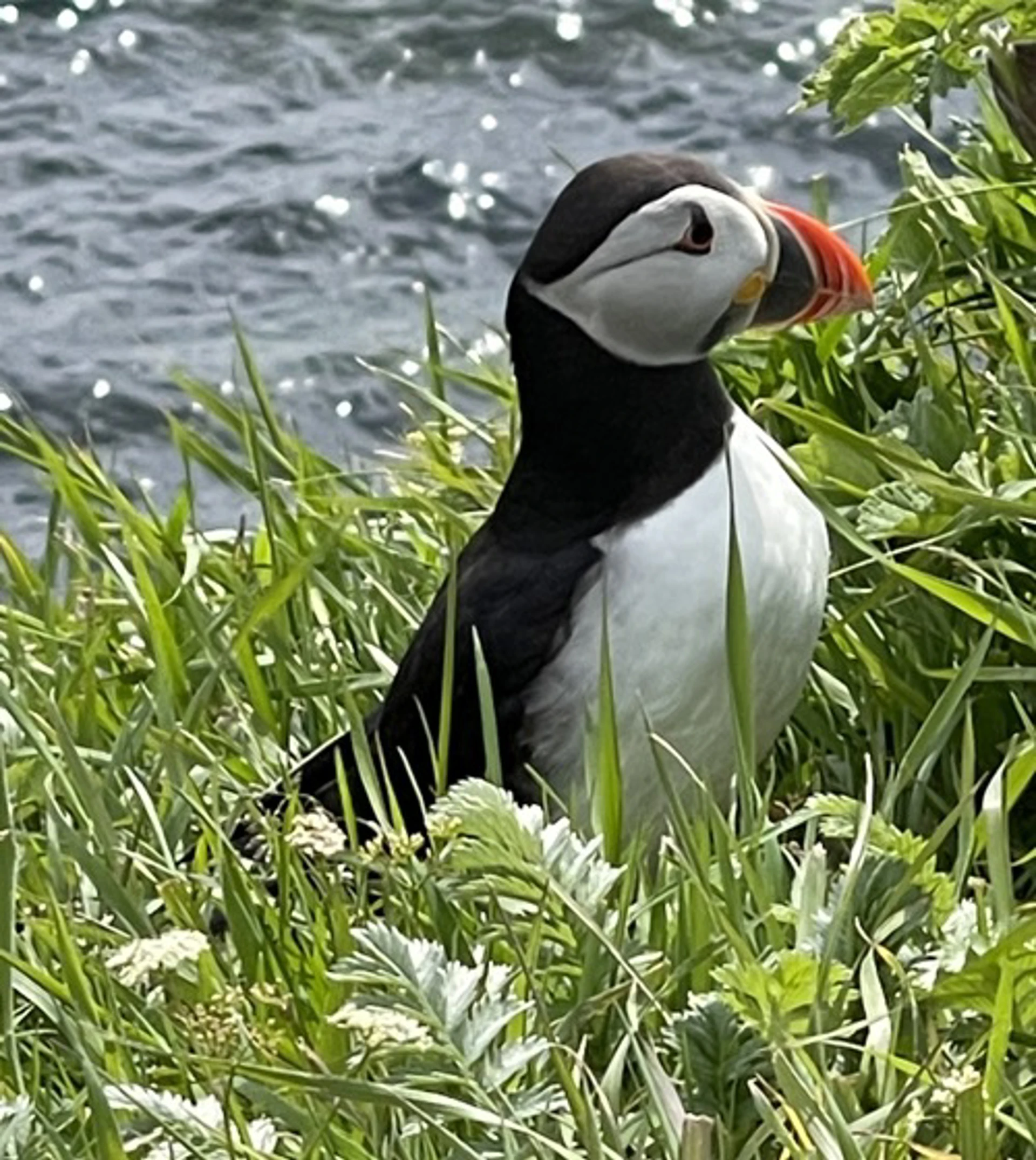 puffin.jpeg