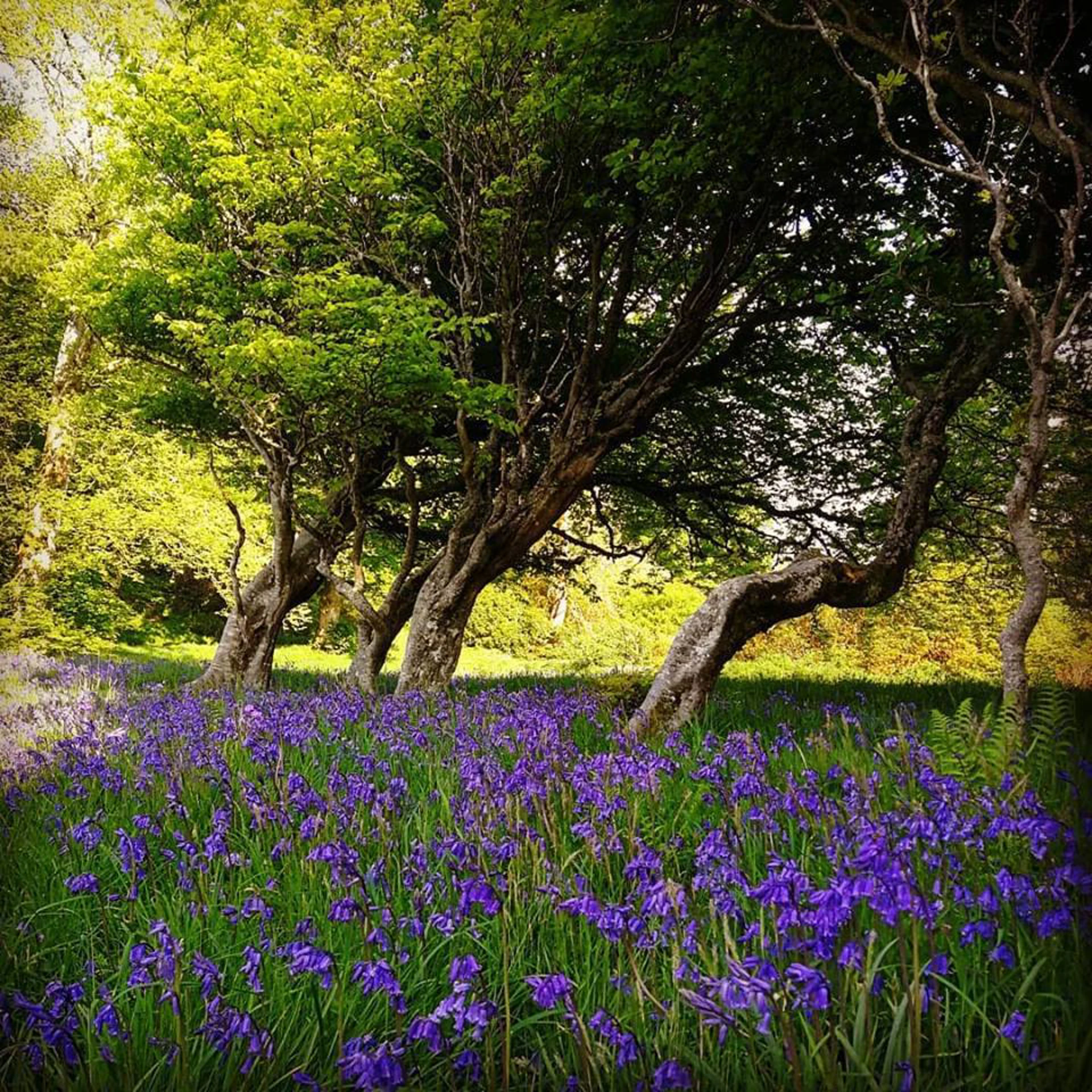 bluebells-and-trees.jpg (3)