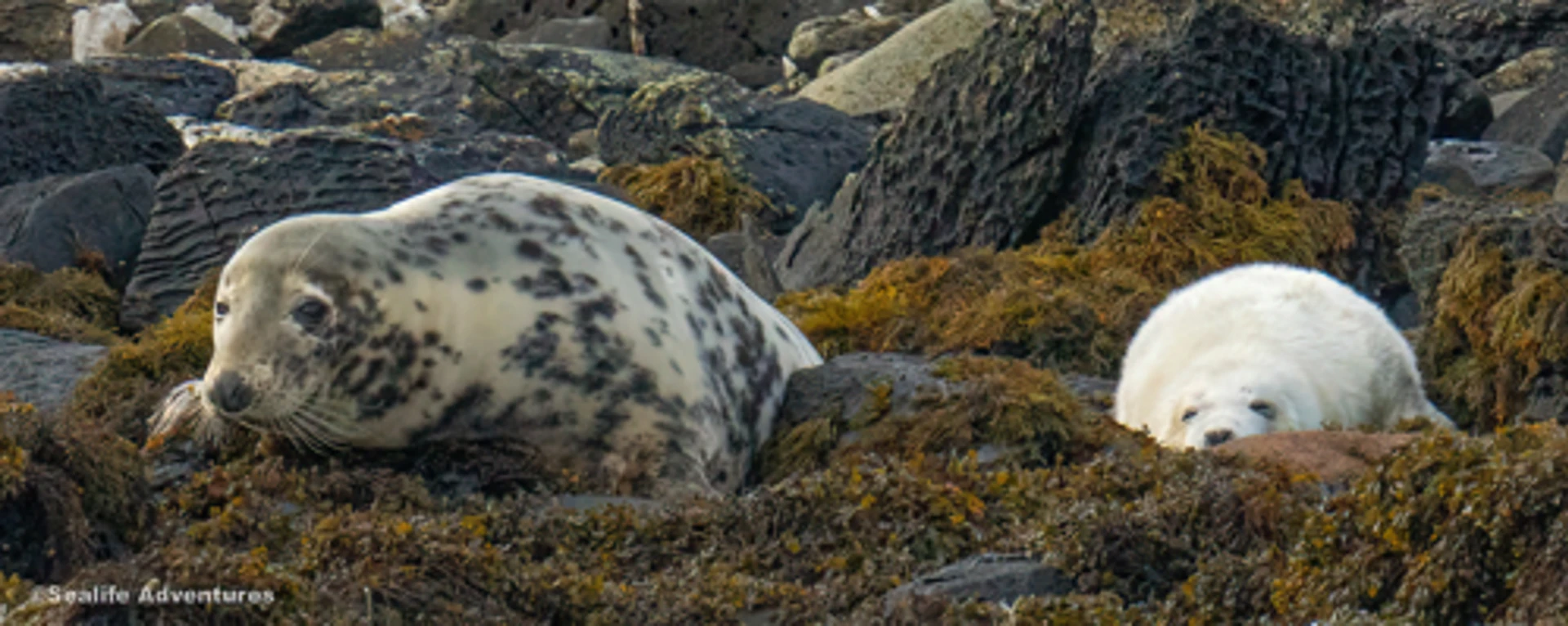 grey_seal___pup2-sharpenai-focus.jpg