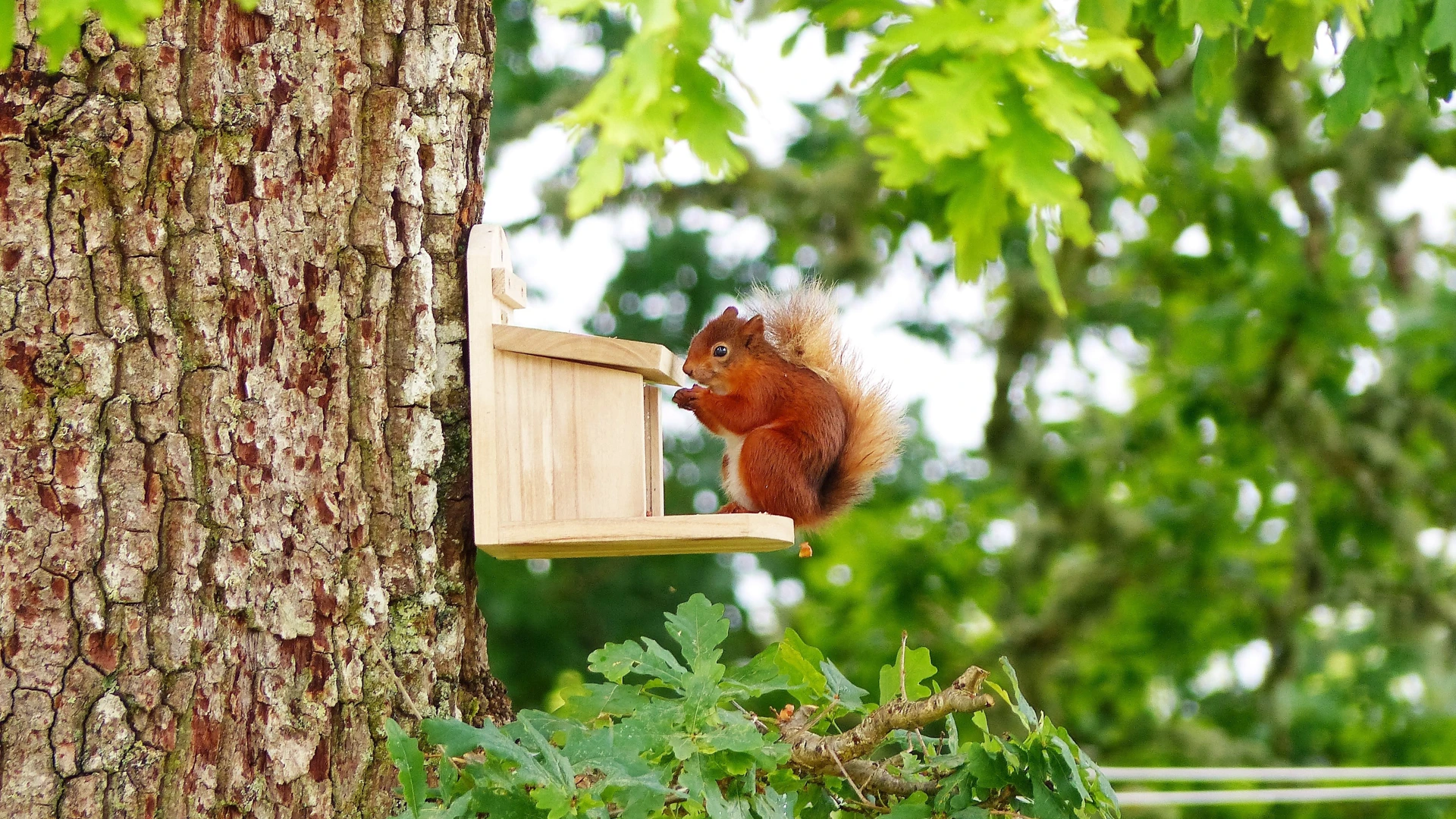 red-squirrel-at-feeder-by-barn-stable-cottages-2.jpg (1)